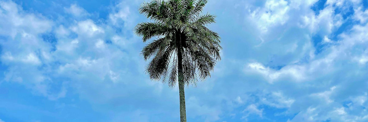 Правила въезда в Либерию