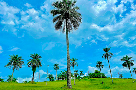 Туры в Либерию