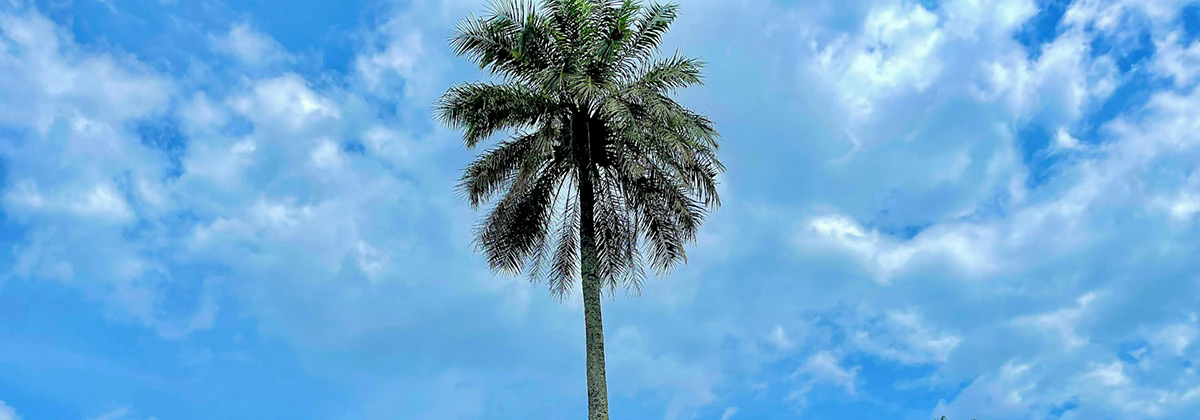 Туры в Либерию из Краснодара