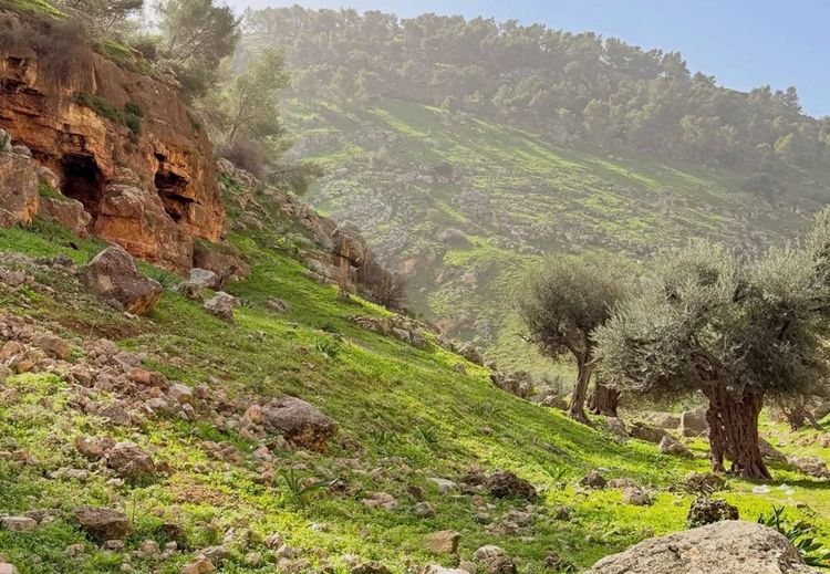 Оливковые деревья в Иордании