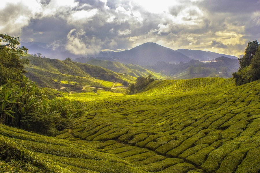Малайзия: Cameron Highlands
