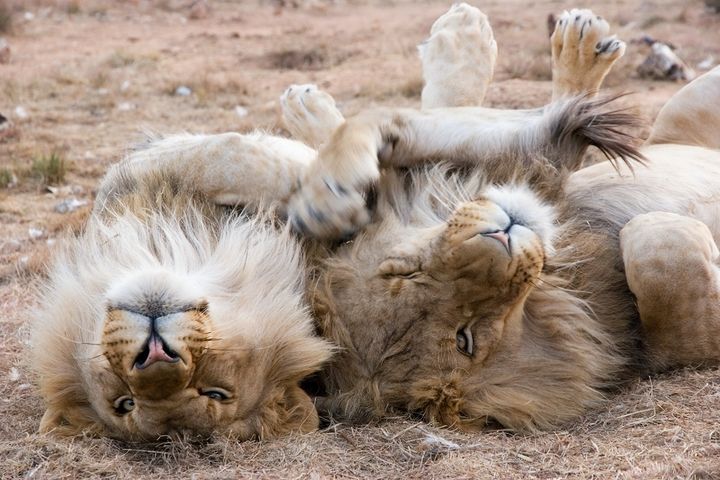 8 марта: Четыре страны на юге Африки