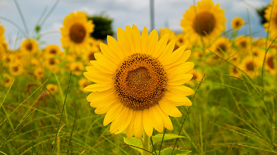 Япония: Хамамацу