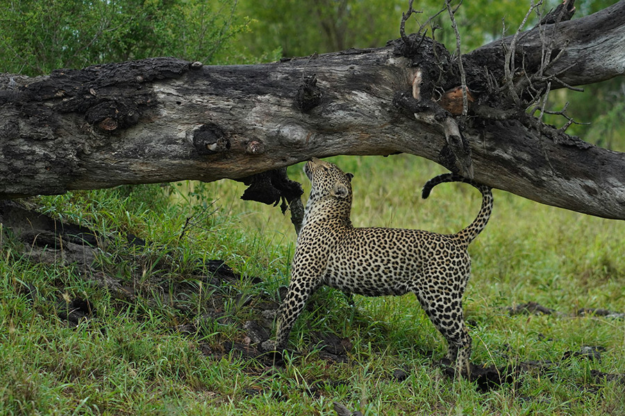 ЮАР: Sabi Sands Private Game Reserve
