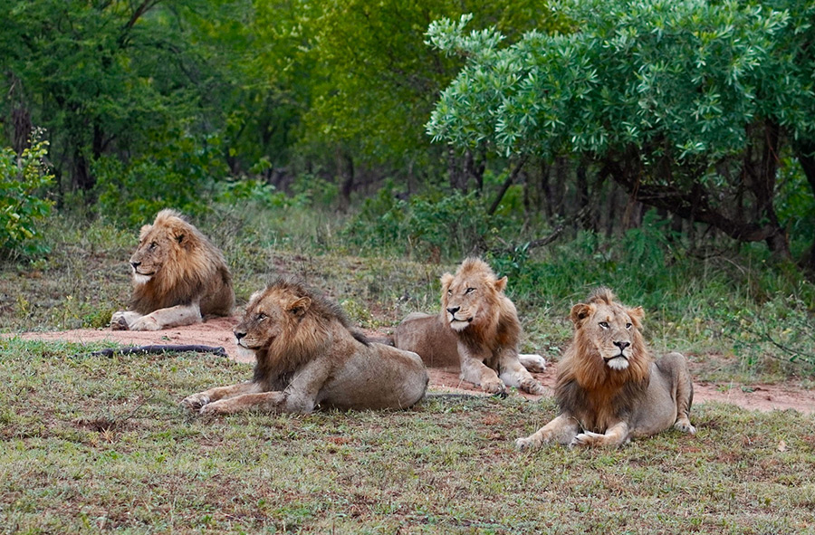 ЮАР: Sabi Sands Private Game Reserve