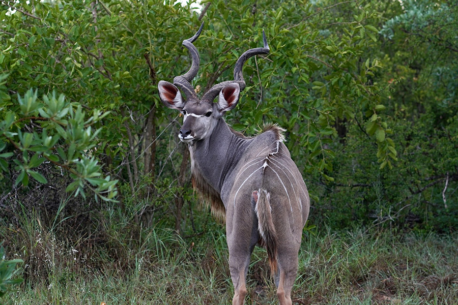 ЮАР: Sabi Sands Private Game Reserve