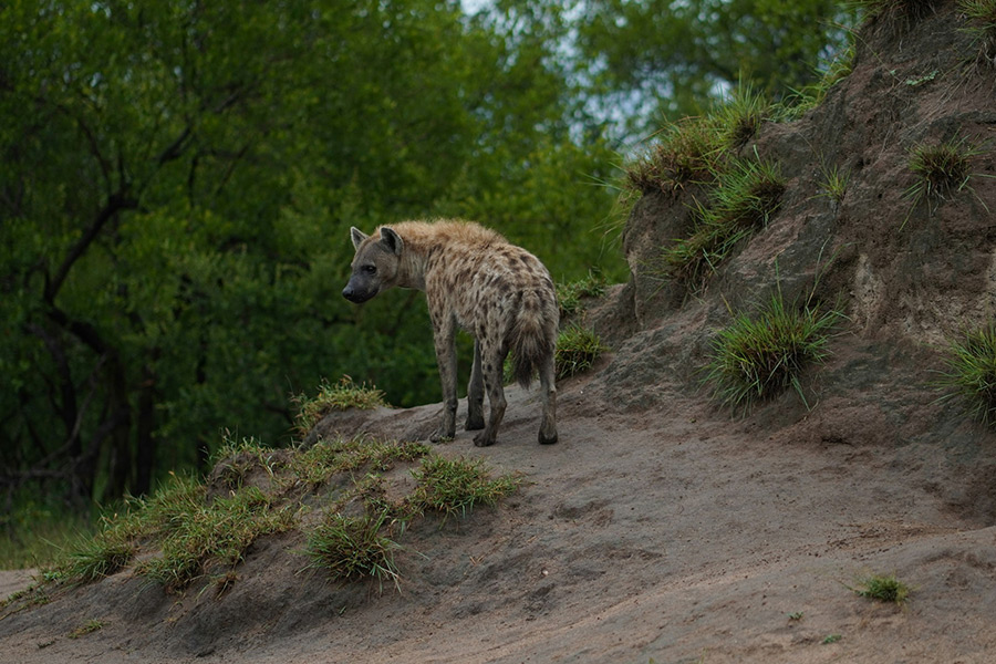 ЮАР: Sabi Sands Private Game Reserve