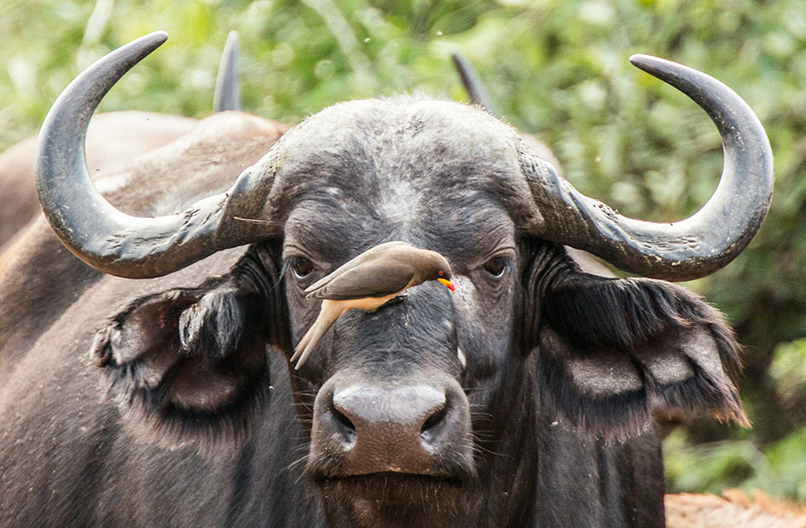ЮАР: Sabi Sands Private Game Reserve