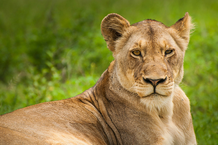 ЮАР: Sabi Sands Private Game Reserve