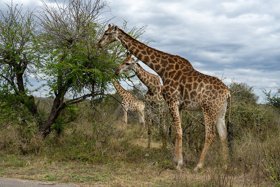 ЮАР: Sabi Sands Private Game Reserve