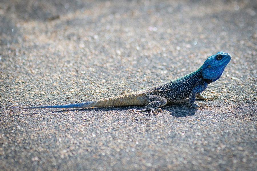 ЮАР: Sabi Sands Private Game Reserve