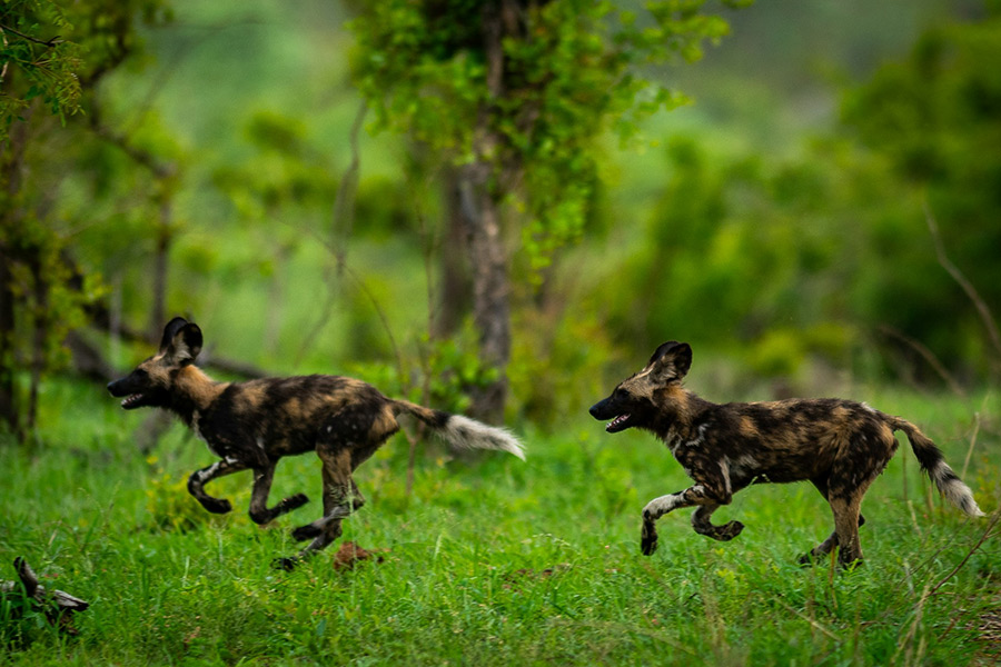 ЮАР: Sabi Sands Private Game Reserve