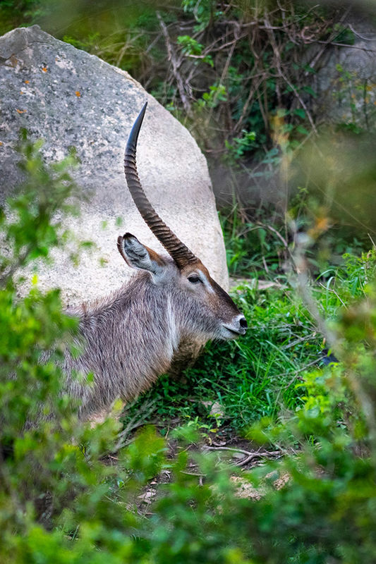 ЮАР: Sabi Sands Private Game Reserve