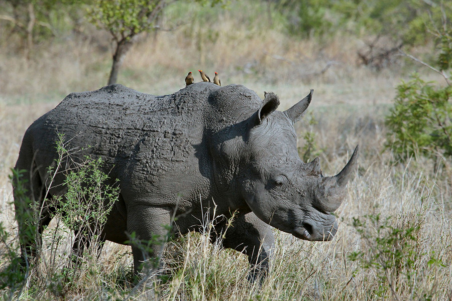 ЮАР: Sabi Sands Private Game Reserve