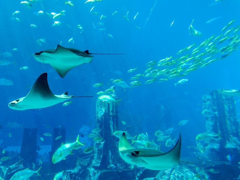 Atlantis the Palm 5*