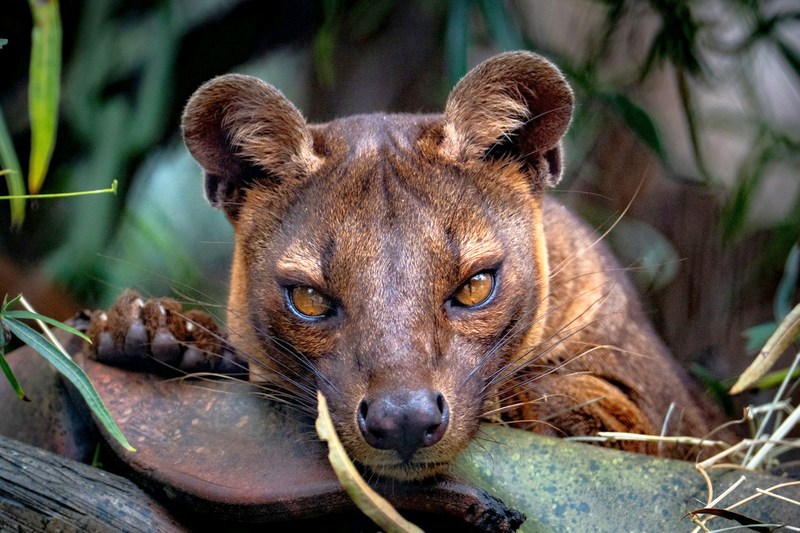 Мадагаскар: Киринди