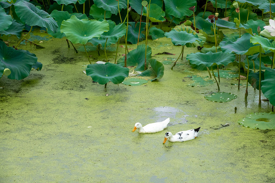 Южная Корея: Чончжу