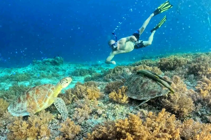 Индонезия: Kardia Resort Gili Trawangan, дайвинг