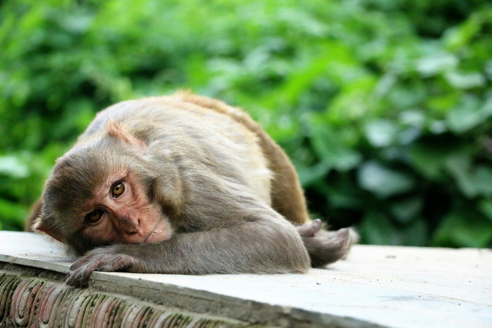 Непал: Катманду