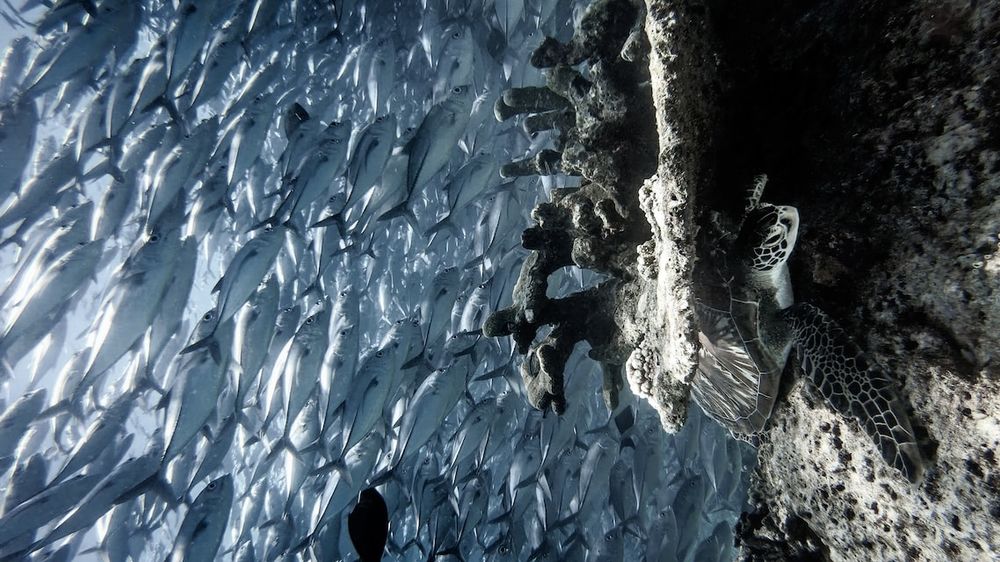 Малайзия: Борнео