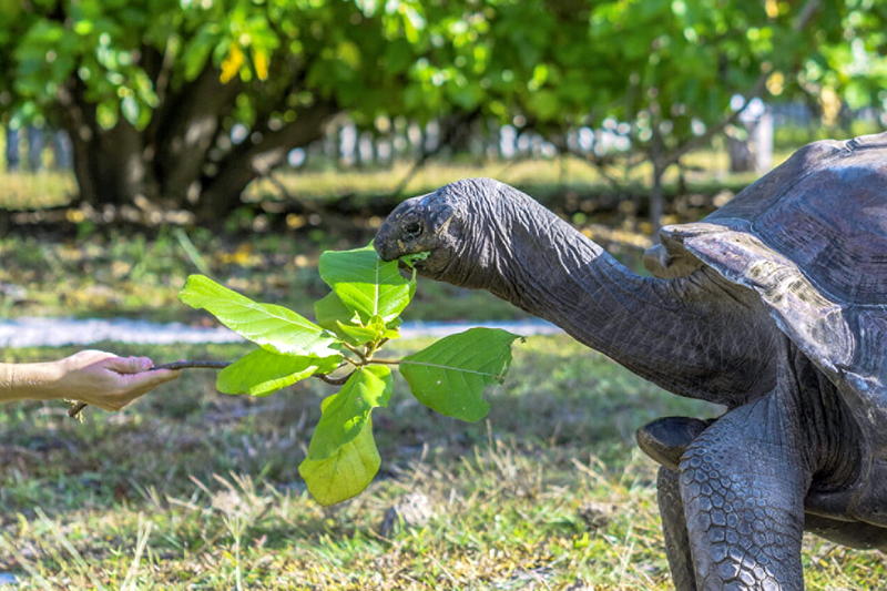 Сейшелы: Fisherman's Cove Resort, приключения