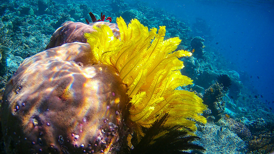 Индонезия: Бали