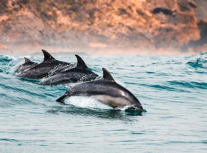 ЮАР: Найзна