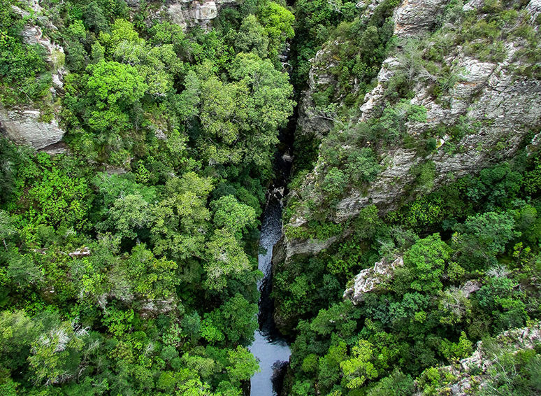 ЮАР: Найзна