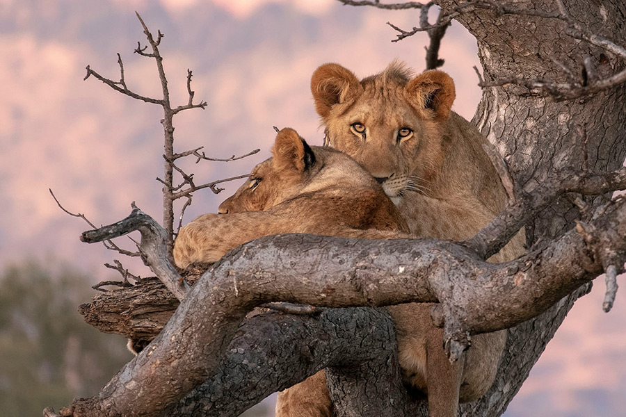 ЮАР: сафари в заповеднике