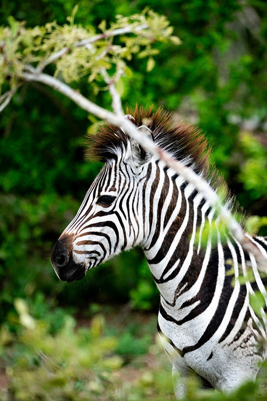 ЮАР: сафари в заповеднике