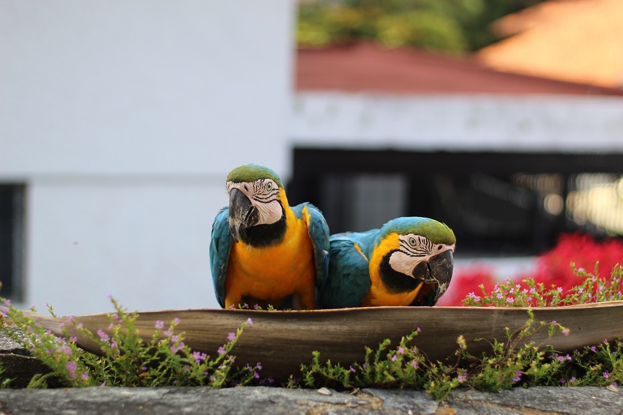 Венесуэла: Каракас