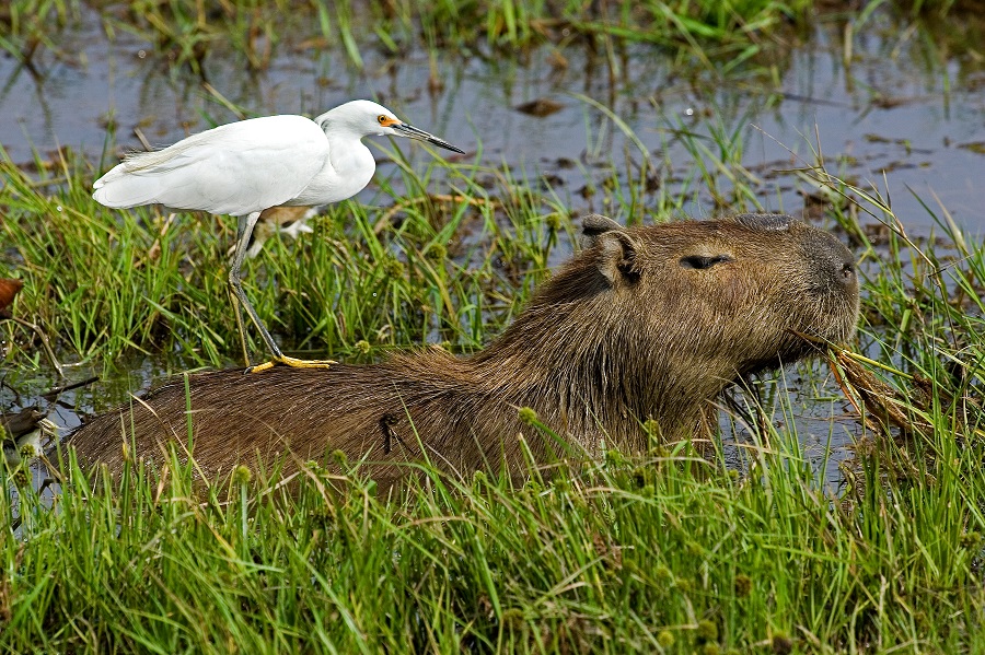 Венесуэла: Лос Льянос