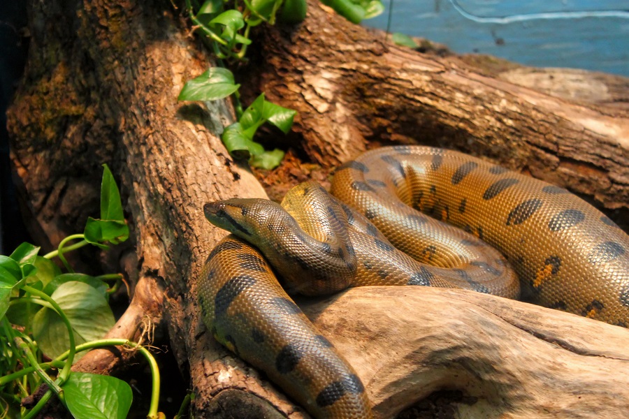 Венесуэла: Лос Льянос