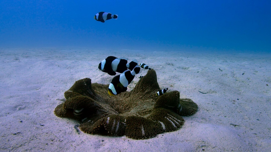 Филиппины: Бохоль