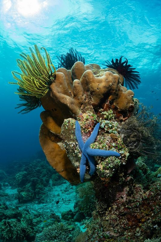 Филиппины: Бохоль