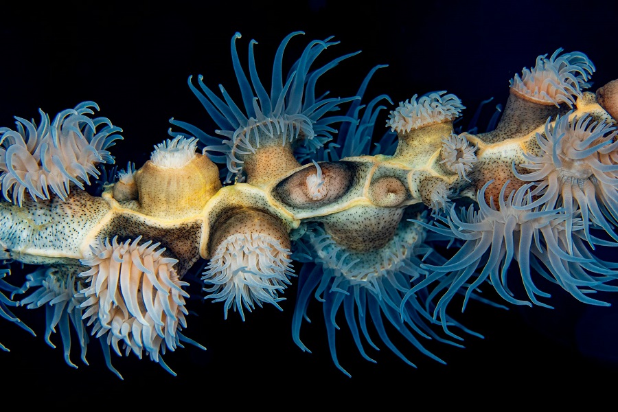 Филиппины: Бохоль