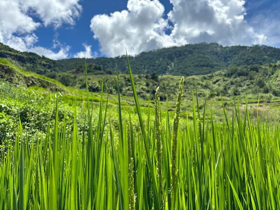 Филиппины: Банауэ