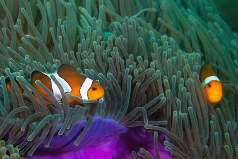 Таиланд: Trisara 5*, спорт