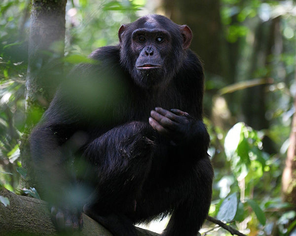 Уганда: Национальный парк лес Кибале
