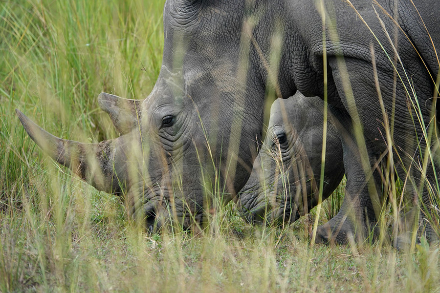 Уганда: заповедник Зива