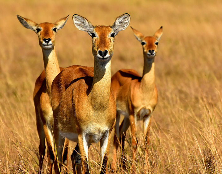 Уганда: Национальный парк Королевы Елизаветы