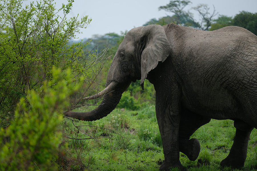 Уганда: Национальный парк Королевы Елизаветы