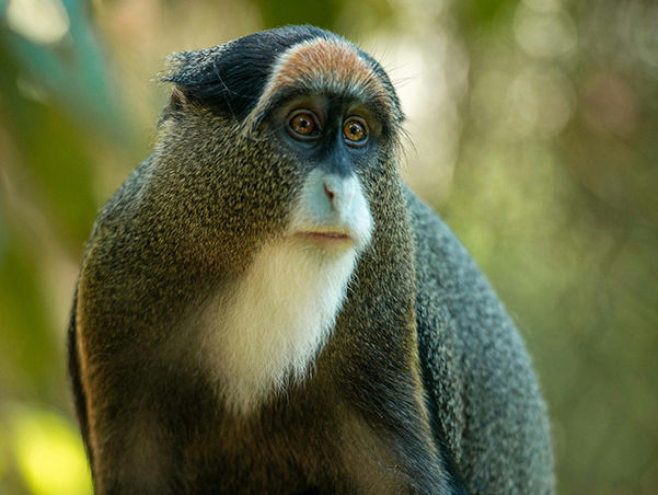 Уганда: Национальный парк лес Кибале