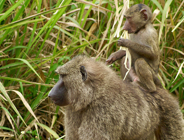 Уганда: Национальный парк лес Кибале