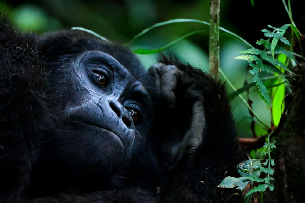 Уганда: Национальный парк Бвинди