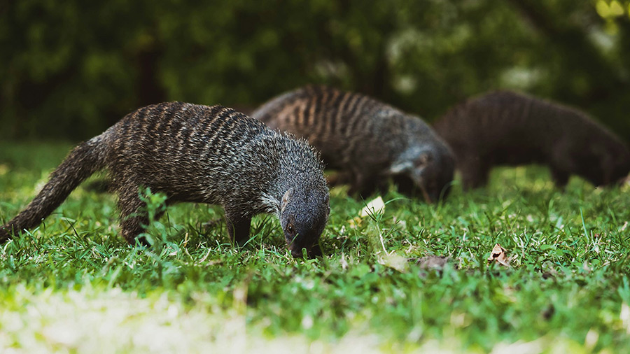 Руанда: лес Ньюнгве
