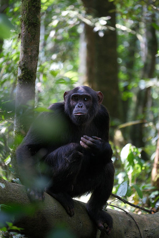 Руанда: лес Ньюнгве