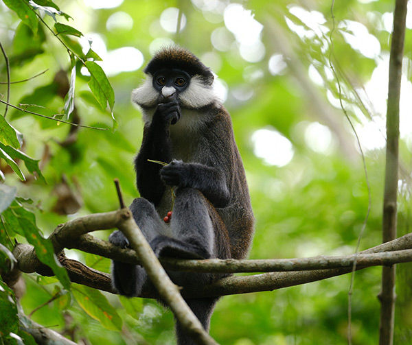 Уганда: Национальный парк лес Кибале