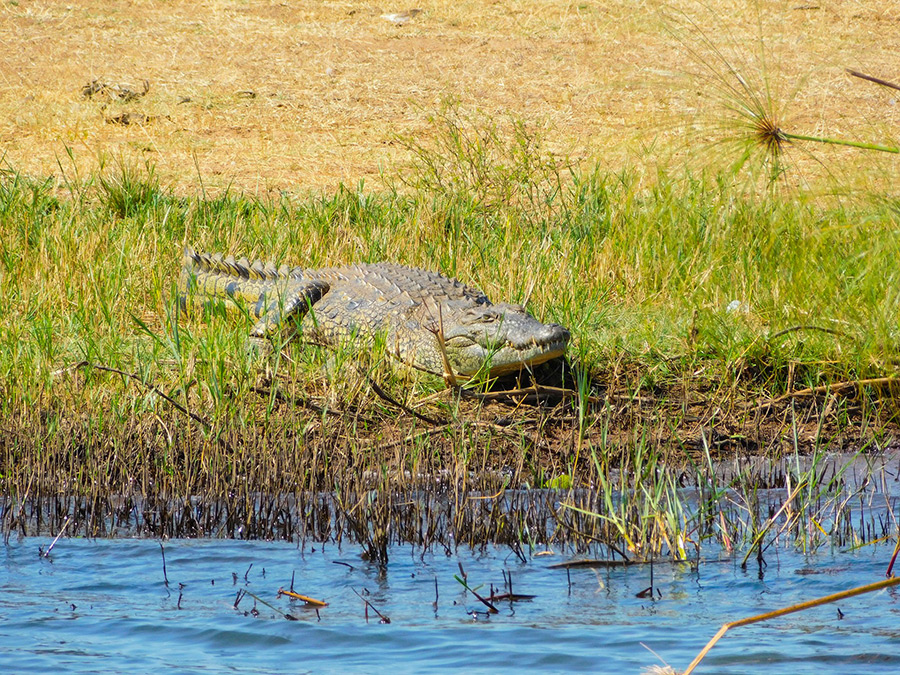 Руанда: парк Акагера