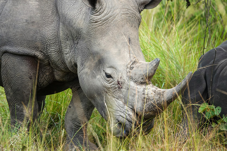 Руанда: парк Акагера